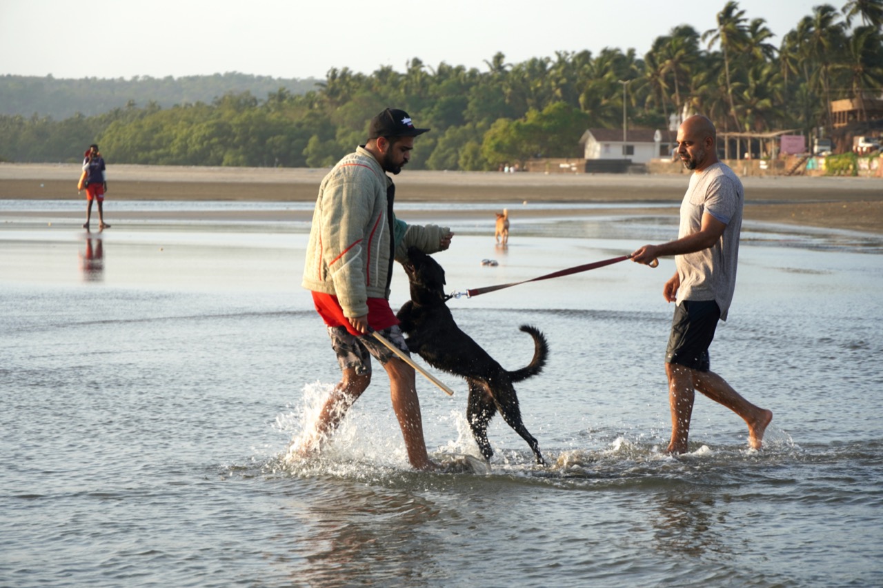 Security Dog Services - Professional service photo 2